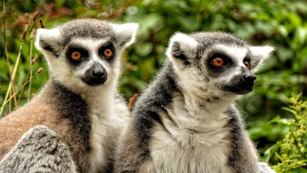 Hol nézhető a Madagaszkár pingvinjei tévéműsor