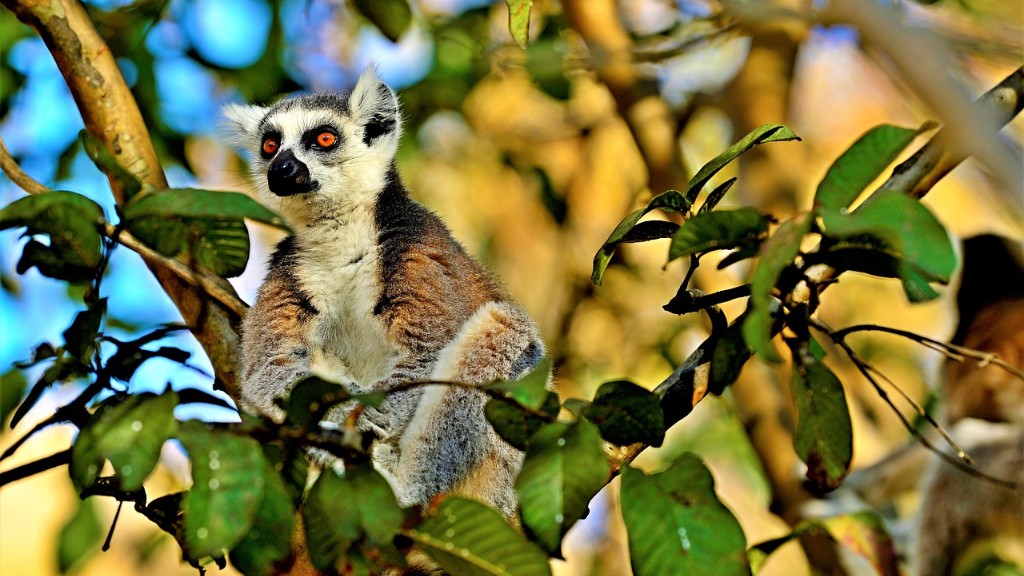 Milyen felszínformák vannak Madagaszkáron
