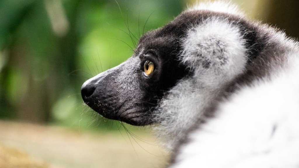 Melyek a legveszélyesebb állatok Madagaszkáron